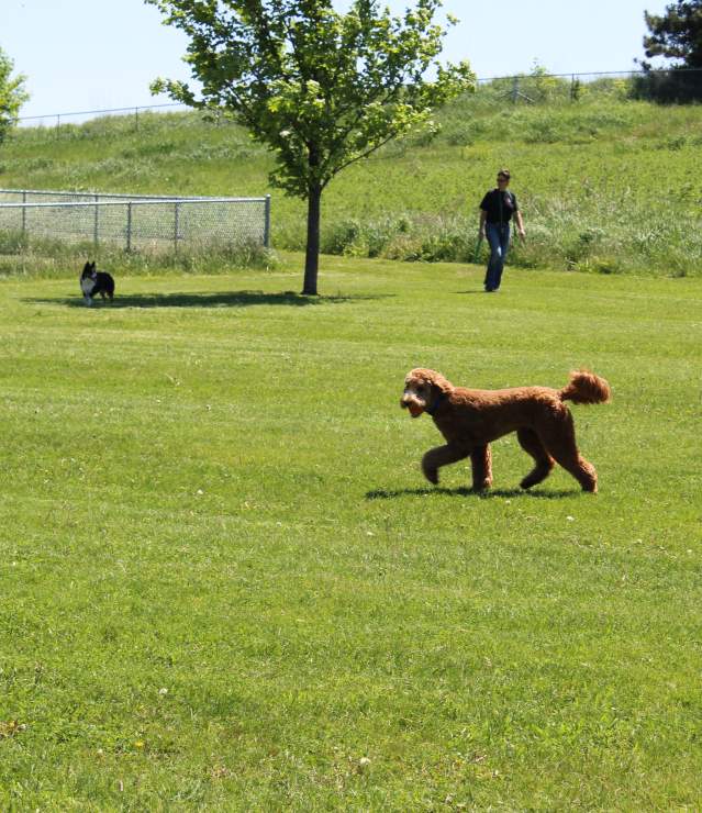 Dog Park