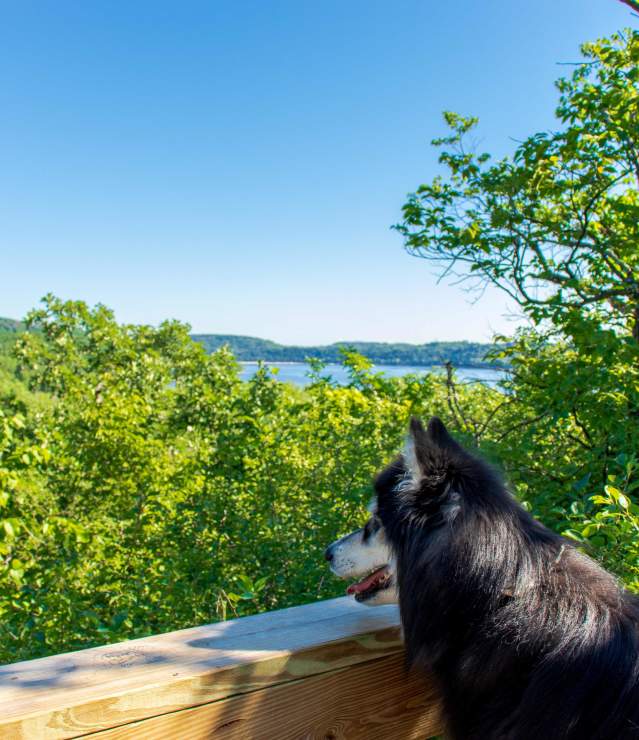 Afton State Park Overlook with Dog