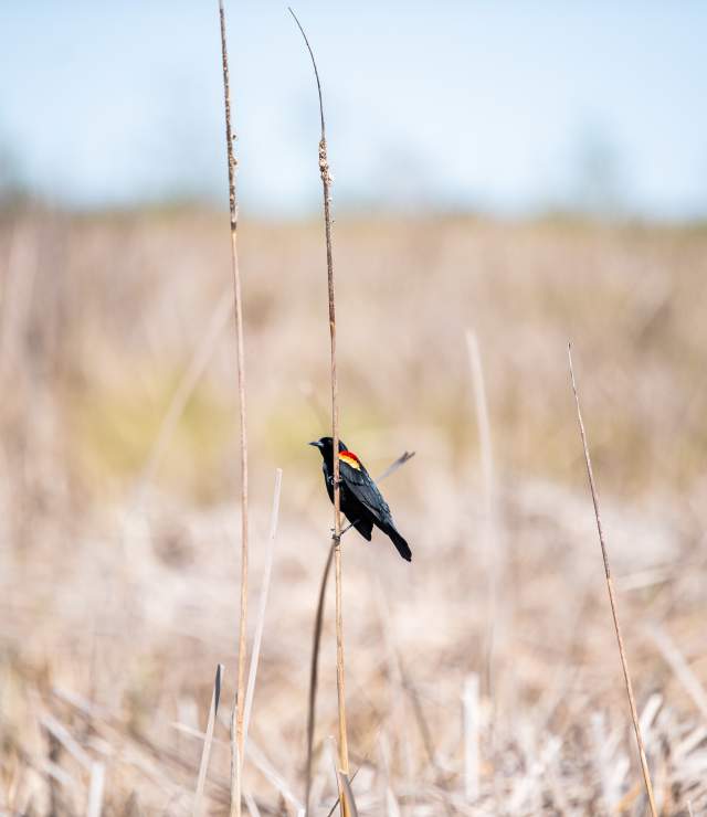 Creole Nature Trail birding