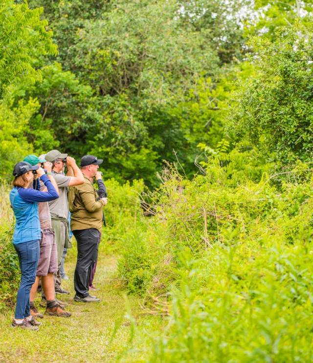 birding at Peveto Woods Bird and Butterfly Sanctuary