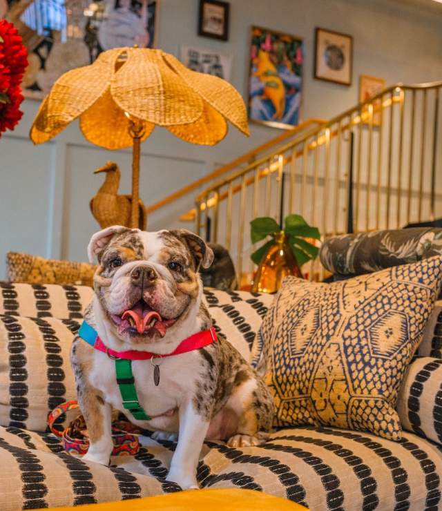 Dog-Friendly Guide to New Orleans