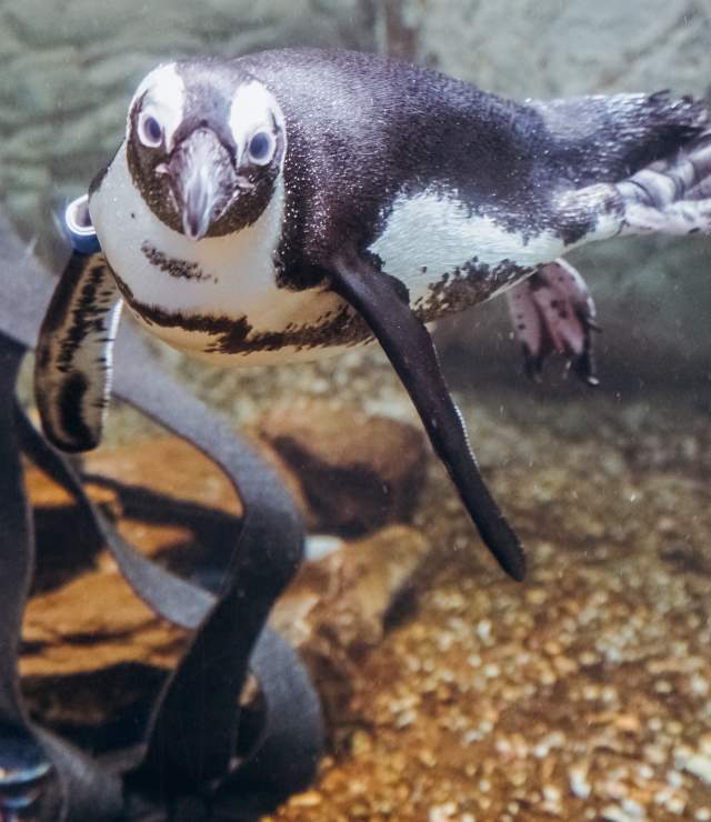 Audubon Aquarium