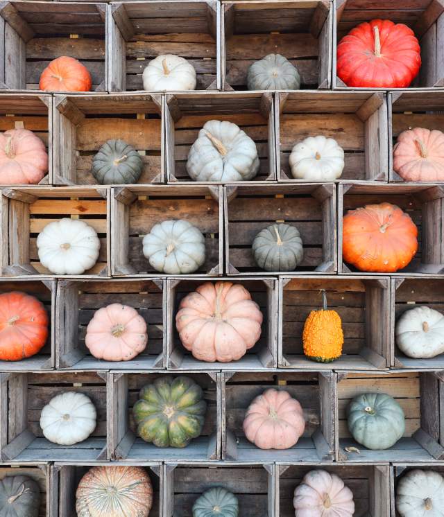 Wall of Pumpkins