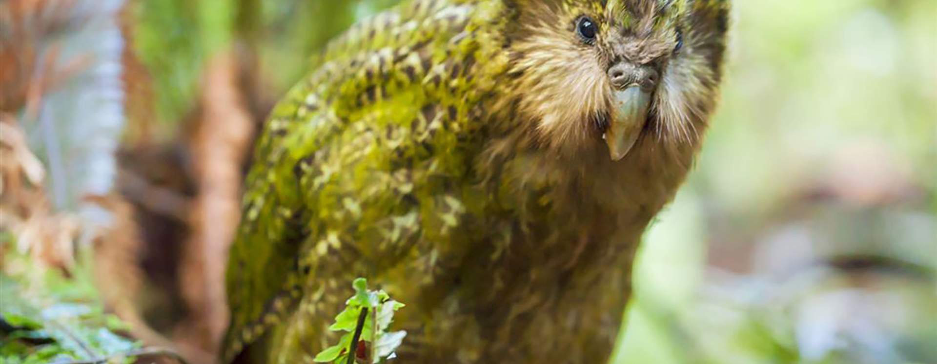kakapo bird images