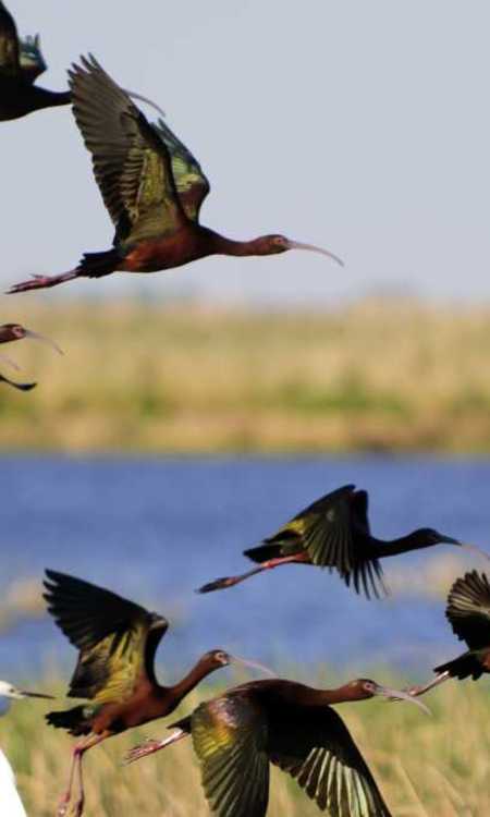 Kansas Birding for Beginners  Learning to bird watch, birds in