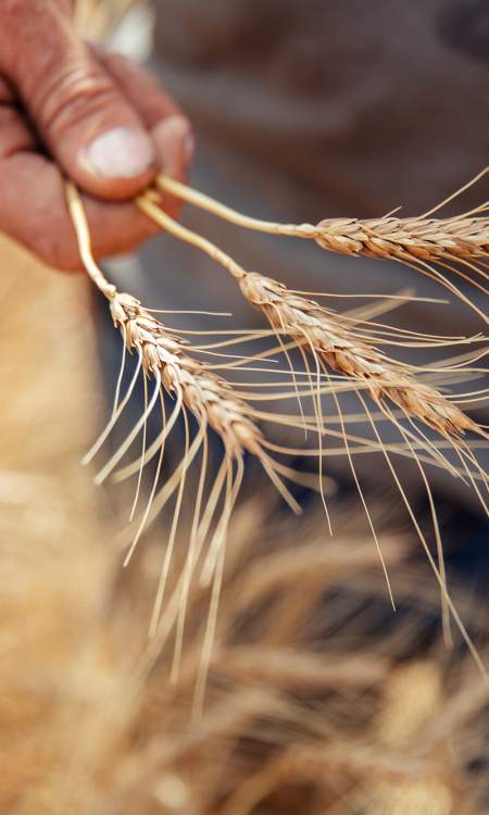 Wheat