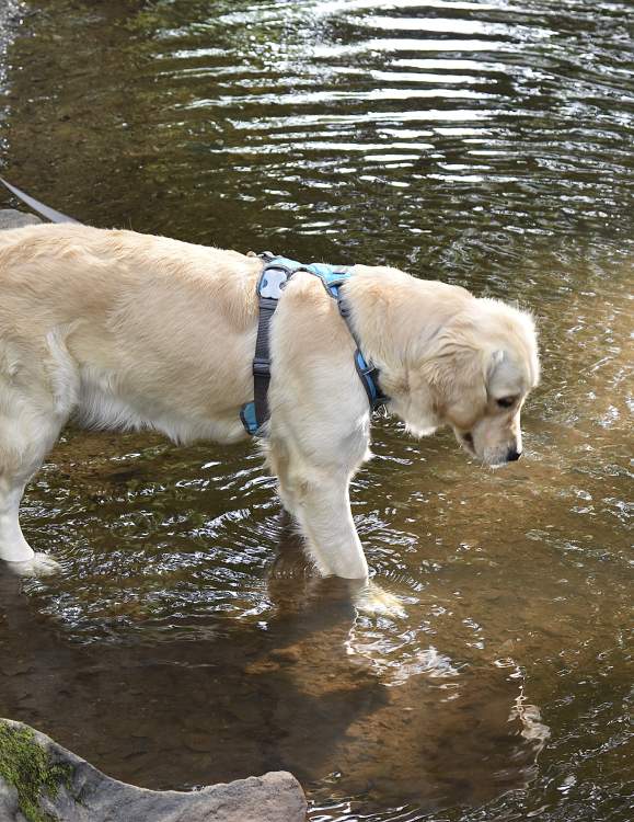 Best Dog-Walking Parks in Cumberland Valley