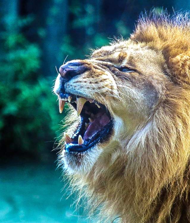 Montgomery Zoo Lion