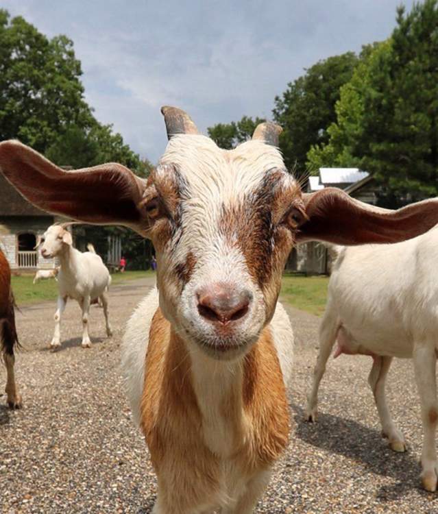 Jackson Lake Island Goats