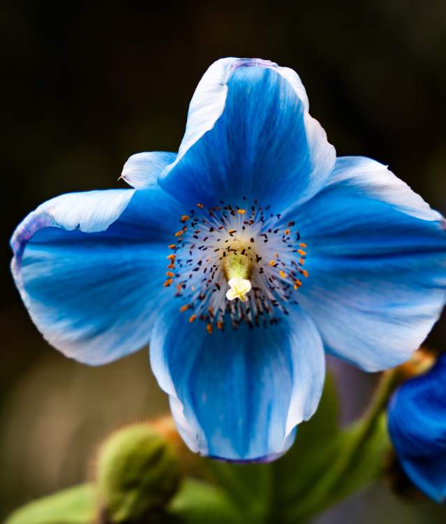 Rare Himalayan Blue Poppies Are Blooming at Longwood Gardens