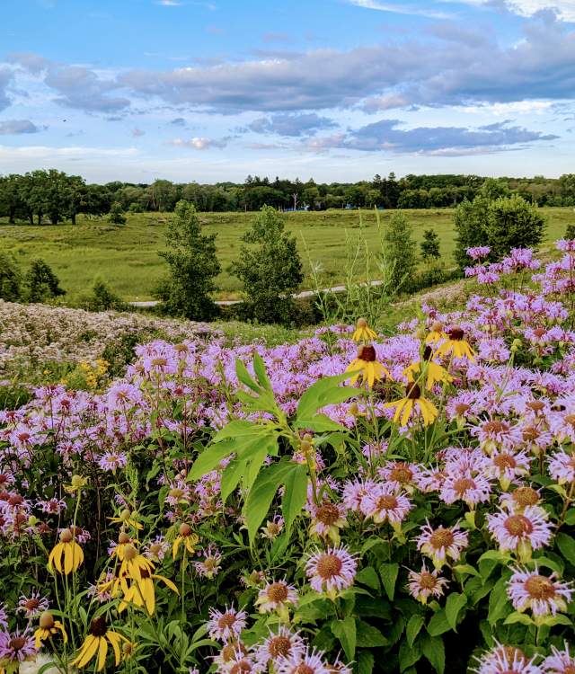 Spring Medow with flowers