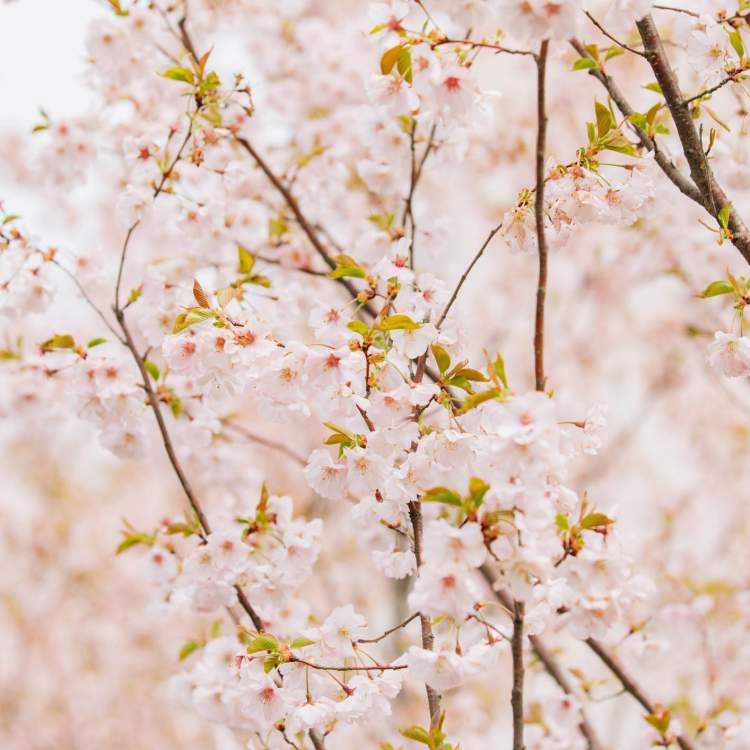 Cherry blossoms at the Frederik Meijer Gardens & Sculpture Park.