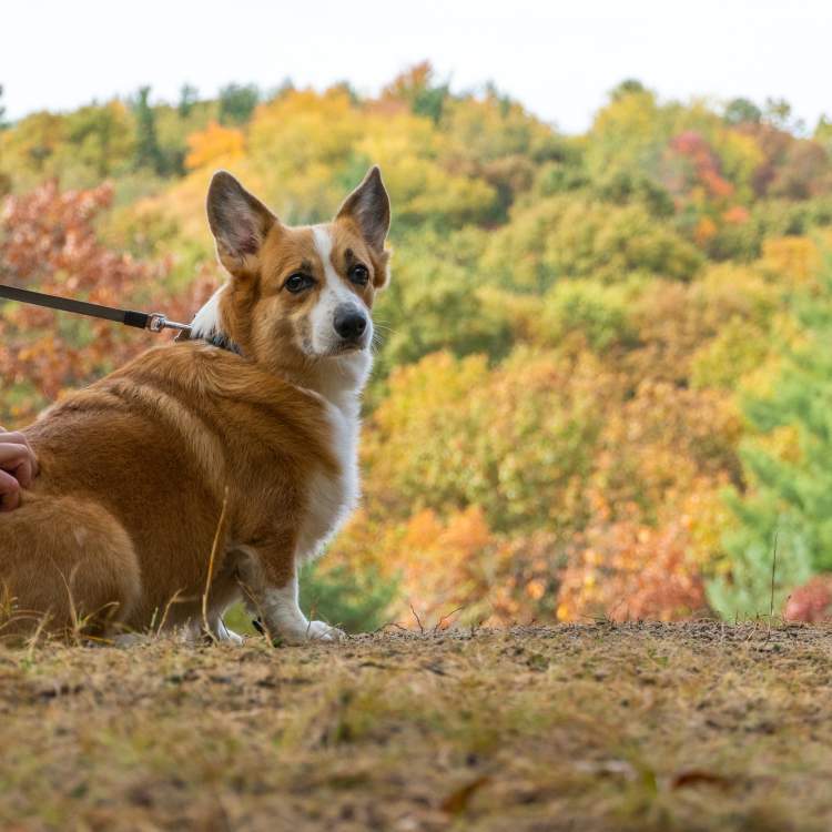 A dog takes a break from walking at Provin Trails.