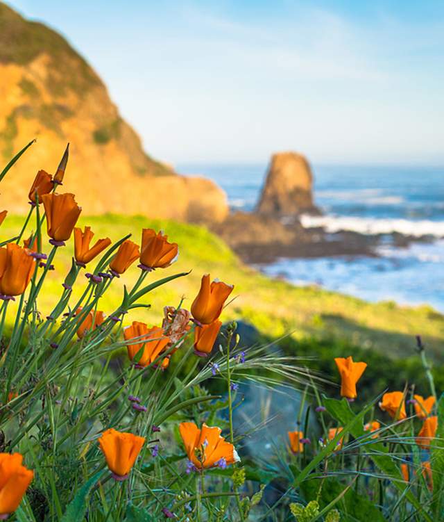 Orange_Poppy_Flowers_Roackaway_Beach_Pacifica_by_BradleyWittke_SanMateoCounty_SiliconValley