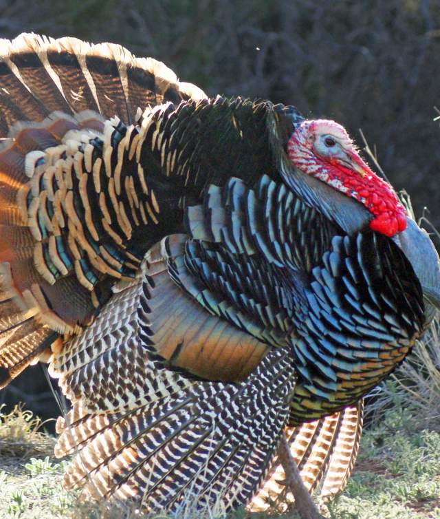 Turkey