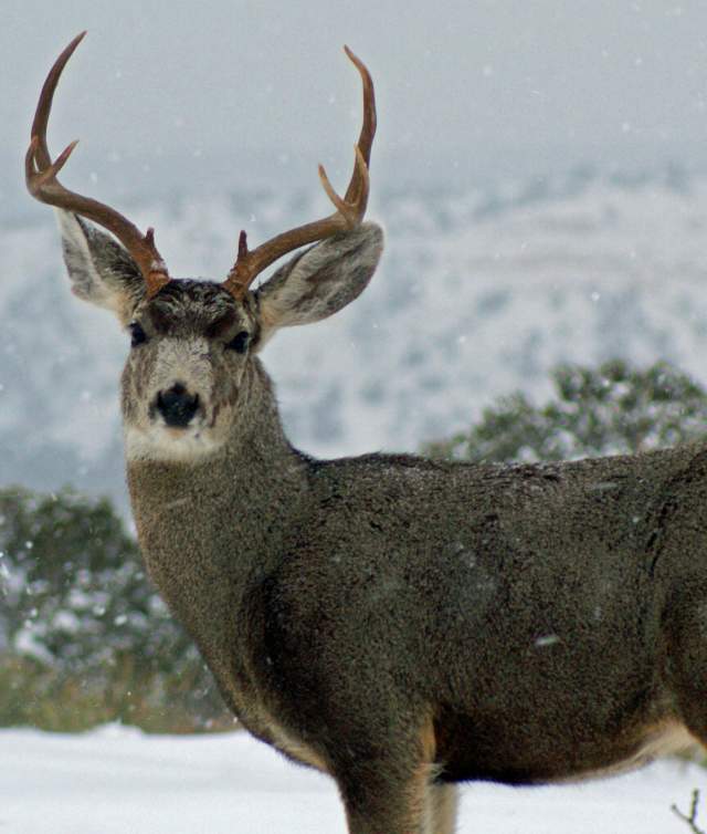Buck in Winter