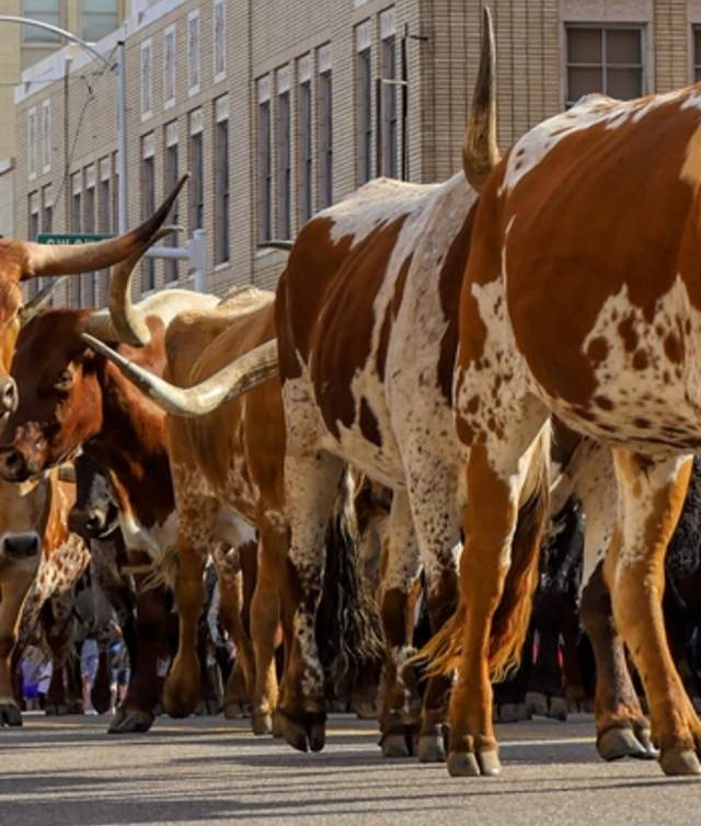 Cattle Drive