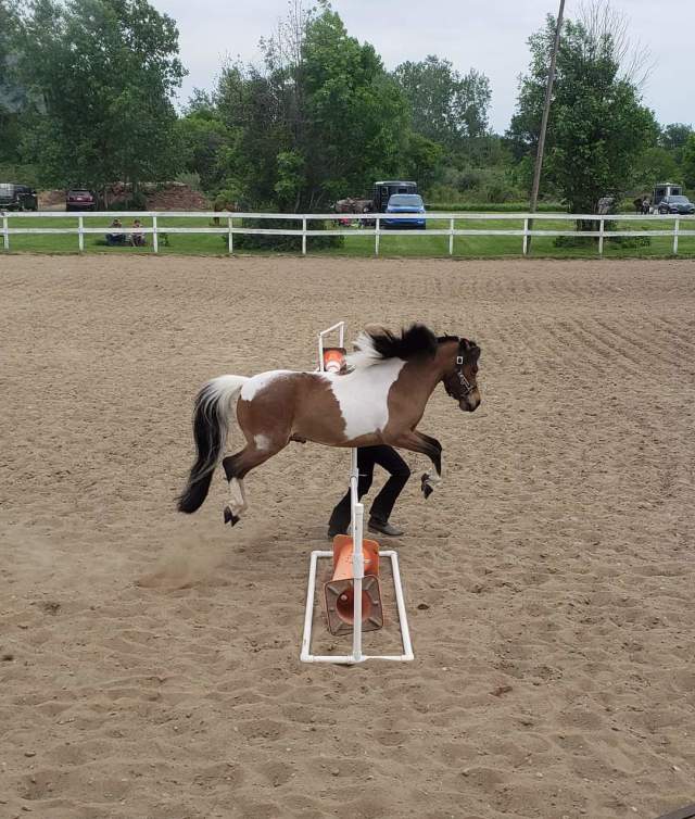 Miniature/Pony Horse Show