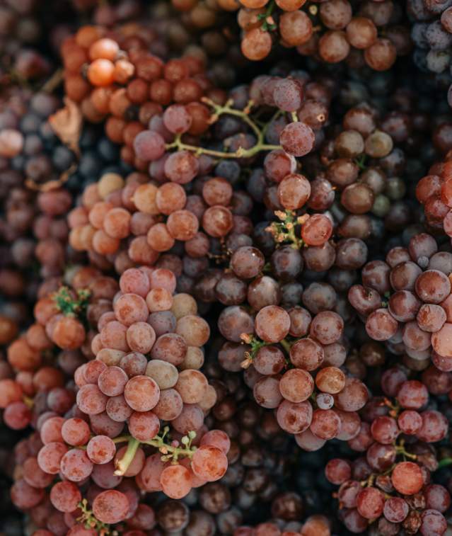 Grape Bunches