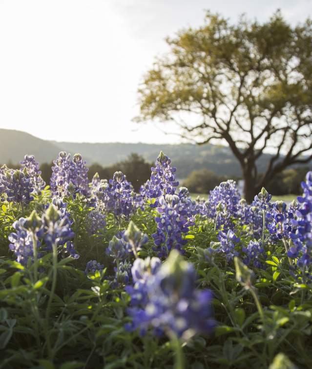 Springtime in Marble Falls