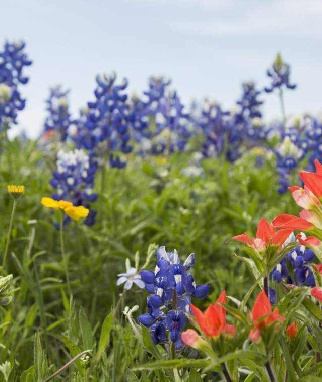 Spring Wildflowers