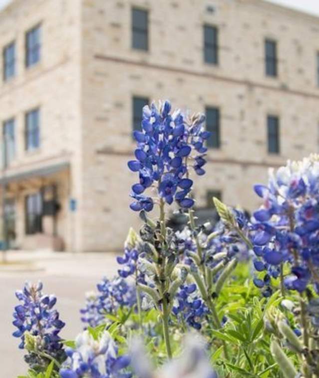 Marble Falls Visitor Center Bluebonnets