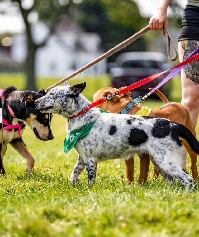 Pet Rock Festival