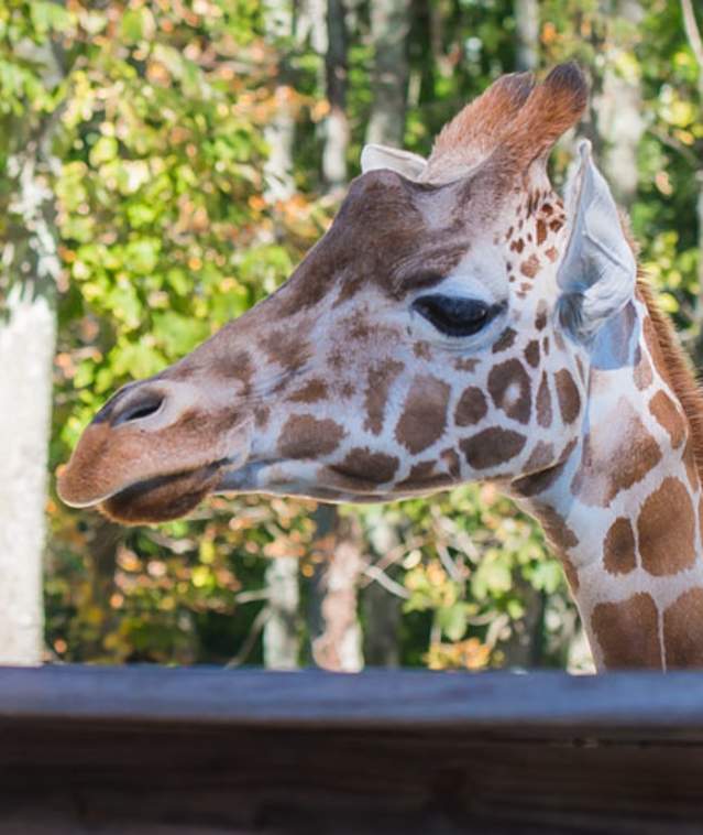 people taking a photo of a giraffe