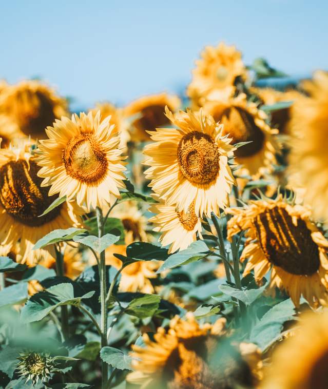 Sunflowers - Von Berg