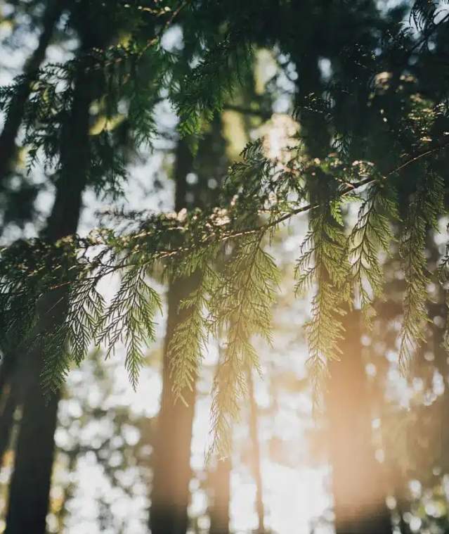 sun through tree branches