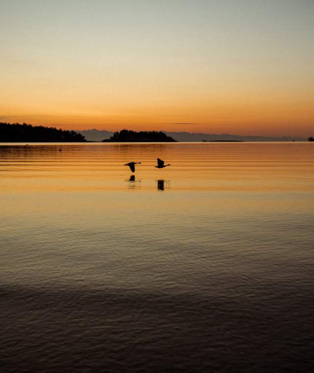 Two birds flying low over calm water at sunset.