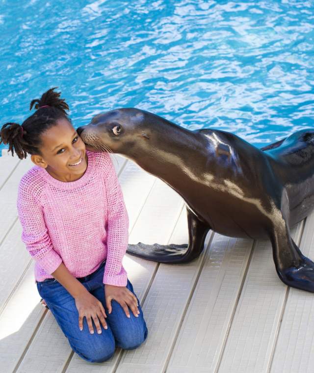 Seal With Girl