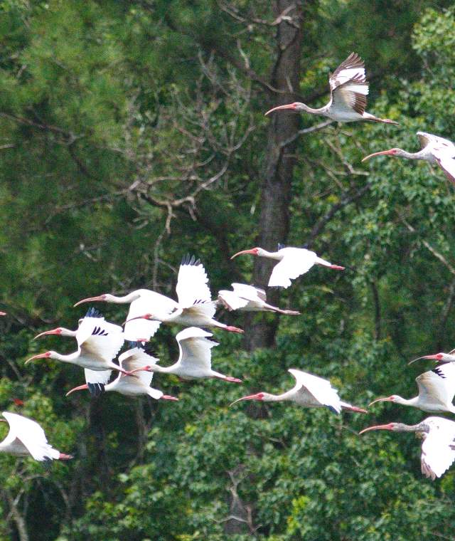 Whitebills - Cattail Marsh, Beaumont