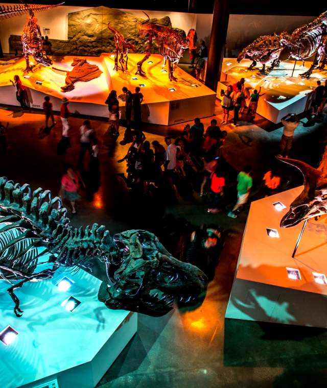 Museum of Natural Science Dinosaur Exhibit floor