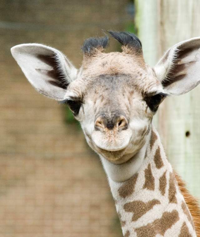 houston zoo giraffe 