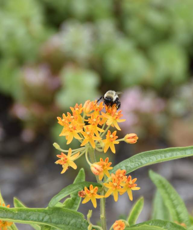 honeybee and flowers
