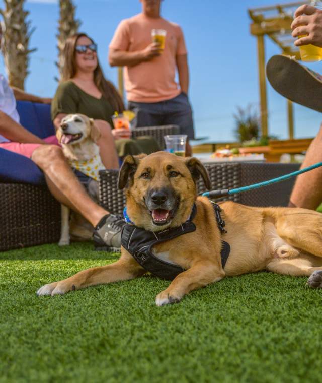 people sitting on a patio with two dogs at Landshark Grill