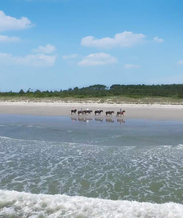 Horses on the beach