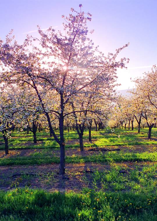 Spring