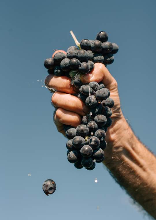 Red Grapes being squished by hand