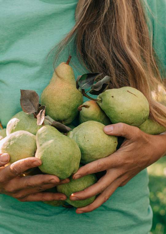 Person_Holding_Many_Pears