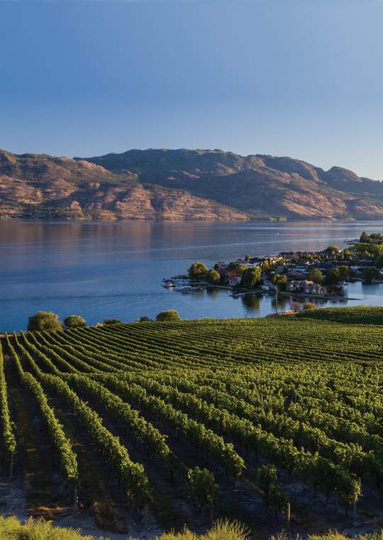 Rows of grapevines border a lake at Quails' Gate Winery in West Kelowna, BC