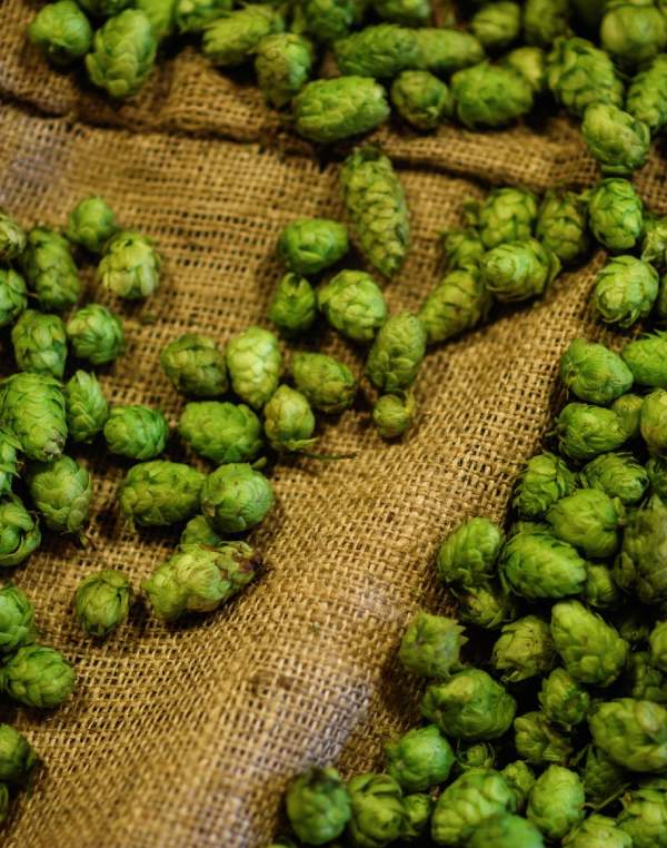 Fresh hops harvested from the farm.