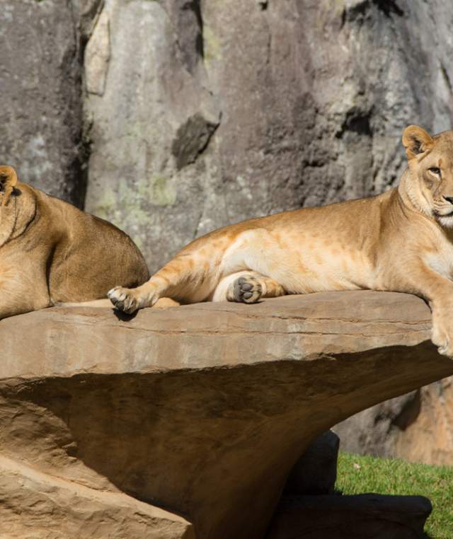 Two Lions perched on a rock sunbathing in the NC Zoo