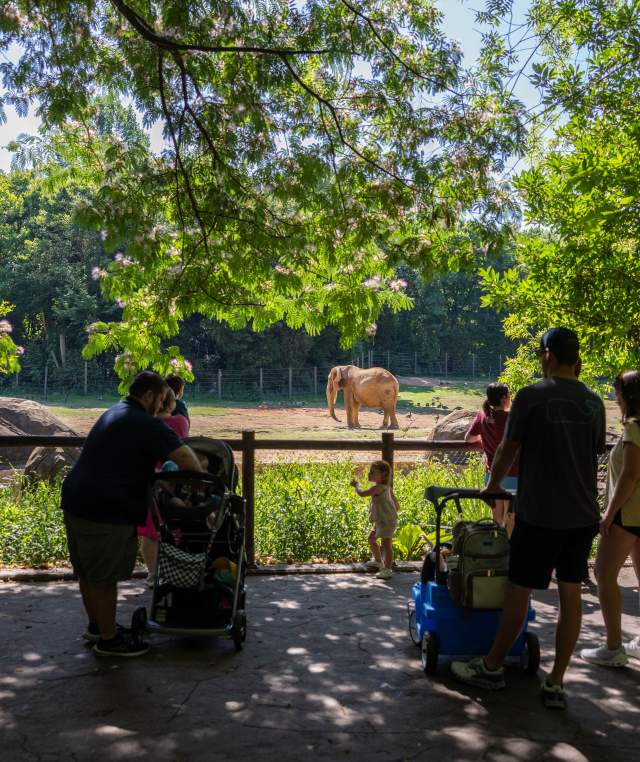 Family at Elephant Outlook