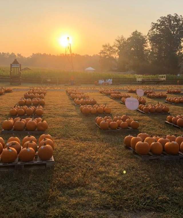 Kersey Valley Pumpkin Patch
