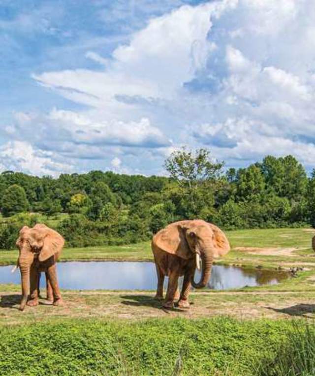NC Zoo Elephants