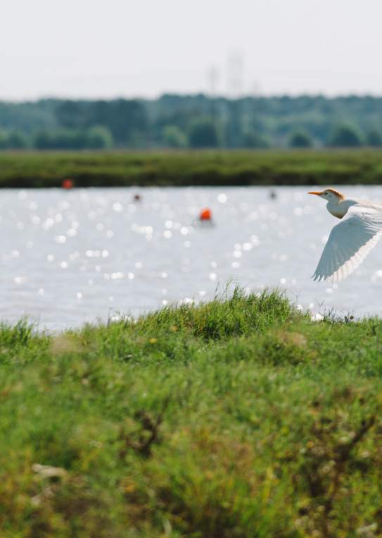 Crawfish Pond - Bird in flight