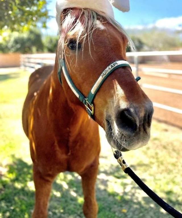 Popular Scottsdale Equine Therapy Horse Hope and Farm in Dire Need of Donations
