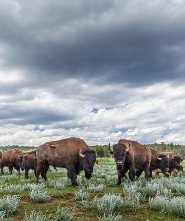 A herd of bison grazing in a vast field under a cloudy sky.